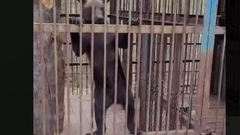 Юной медведице из музея в Братске выбрали имя